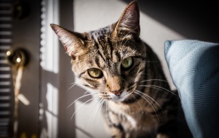 Cat with green eyes looking into camera next to blue pillow